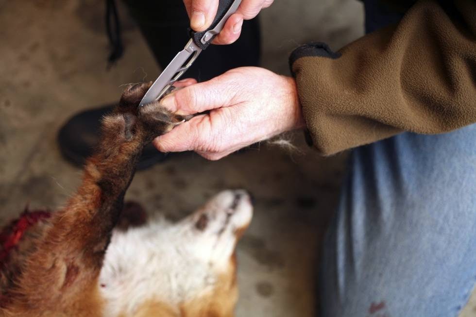 START HER: Begge bakbeina splittes opp fra forkanten av tredeputen og opp til anus, mens frambeina splittes til litt oppe på albueleddet. START HER: Begge bakbeina splittes opp fra forkanten av tredeputen og opp til anus, mens frambeina splittes til litt oppe på albueleddet.