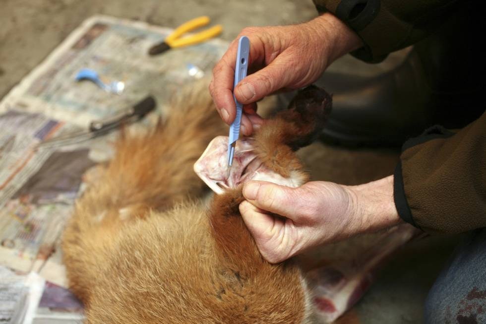 FINGERBRUK: Arbeid skinnet løst med fingrene og bare bruk kniven der det er HELT nødvendig. Skinnet sitter særlig godt rundt kneleddet og kan kreve knivbruk, men vær ytterst forsiktig. FINGERBRUK: Arbeid skinnet løst med fingrene og bare bruk kniven der det er HELT nødvendig. Skinnet sitter særlig godt rundt kneleddet og kan kreve knivbruk, men vær ytterst forsiktig.