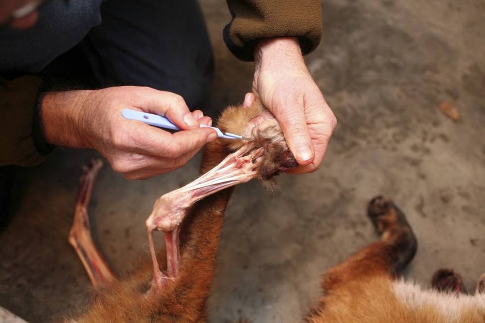 HELT FRAM: Snitt opp knokene og flå dem helt fram til overgangen til klørne. HELT FRAM: Snitt opp knokene og flå dem helt fram til overgangen til klørne.