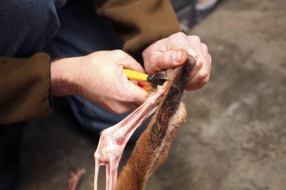 LABBENE: Kapp over knokene ved hjelp av en avbiter like på innsiden av skinnet. NB! Her er det veldig lett å kappe for langt ut mot klørne, slik at disse slipper skinnet. LABBENE: Kapp over knokene ved hjelp av en avbiter like på innsiden av skinnet. NB! Her er det veldig lett å kappe for langt ut mot klørne, slik at disse slipper skinnet.