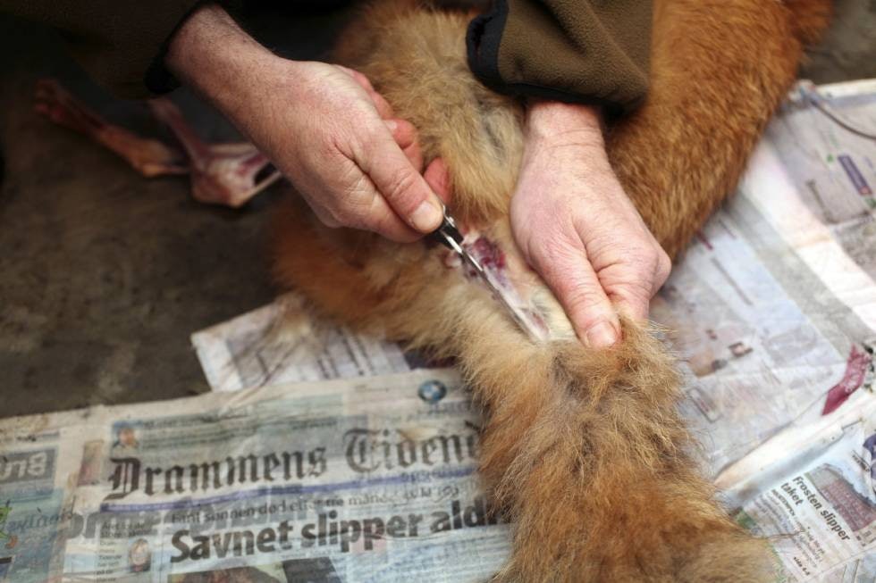HALEN: Halen sprettes opp på undersiden. Hvis du flår ganske snart etter at reven er skutt, holder det vanligvis å sprette den halvveis opp og deretter trekke halepisken ut mellom to fingre. Her kan du eventuelt også bruke en god gammeldags klesklype. HALEN: Halen sprettes opp på undersiden. Hvis du flår ganske snart etter at reven er skutt, holder det vanligvis å sprette den halvveis opp og deretter trekke halepisken ut mellom to fingre. Her kan du eventuelt også bruke en god gammeldags klesklype.