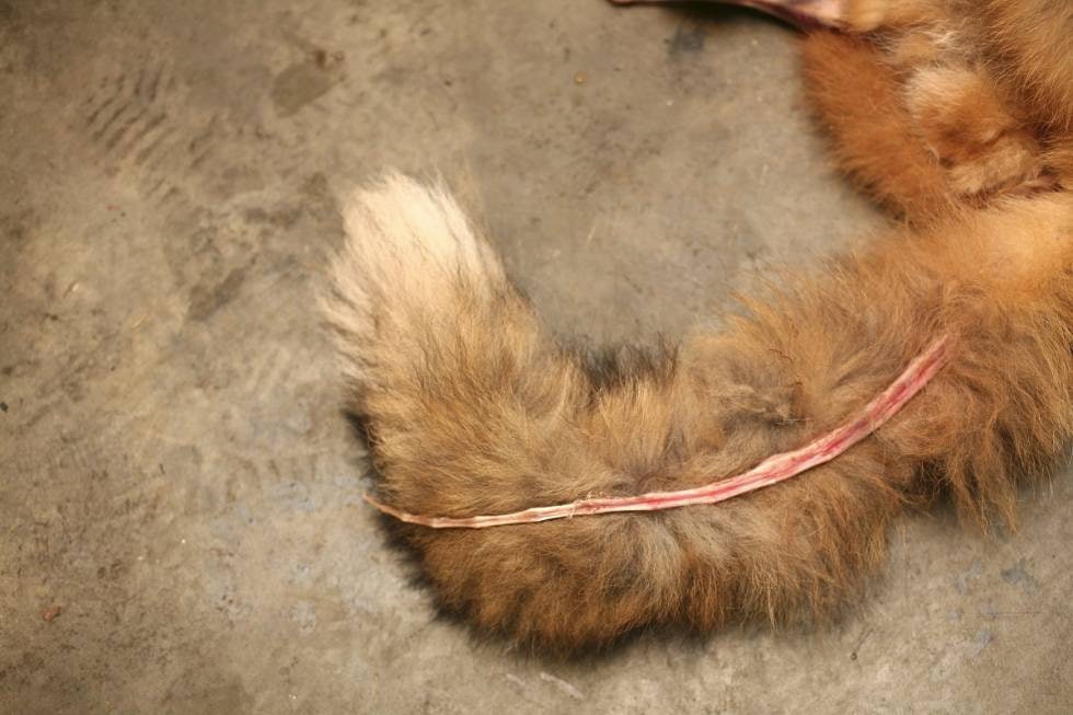 LITT VANSKELIG: Denne operasjonen krever uansett litt tålmodighet og et forsiktig, men bestemt drag. Her er det fort gjort å stå igjen med halen i to deler! Særlig på eldre rever kan det lureste være å sprette opp halen helt ut. LITT VANSKELIG: Denne operasjonen krever uansett litt tålmodighet og et forsiktig, men bestemt drag. Her er det fort gjort å stå igjen med halen i to deler! Særlig på eldre rever kan det lureste være å sprette opp halen helt ut.