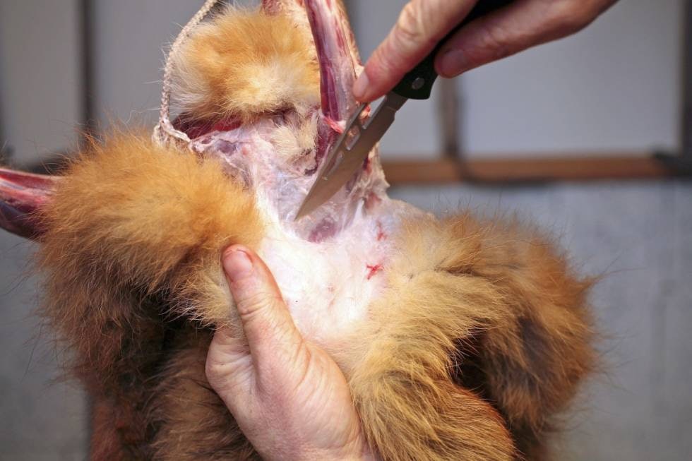 RINGENS HERRE: Snitt rundt både anus og halerota, og flå ved hjelp av kniven et stykke ned over skrott og lår. RINGENS HERRE: Snitt rundt både anus og halerota, og flå ved hjelp av kniven et stykke ned over skrott og lår.