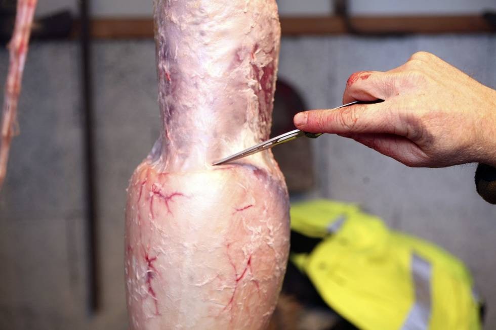 MINIMAL KNIVBRUK: I prinsippet er det nå mulig å trekke skinnet nedover skrotten med bare hendene. Men det kan være nødvendig med forsiktig knivbruk, særlig ved frigjøring av bukskinnet som er veldig tynt og som lett kan ryke. MINIMAL KNIVBRUK: I prinsippet er det nå mulig å trekke skinnet nedover skrotten med bare hendene. Men det kan være nødvendig med forsiktig knivbruk, særlig ved frigjøring av bukskinnet som er veldig tynt og som lett kan ryke.