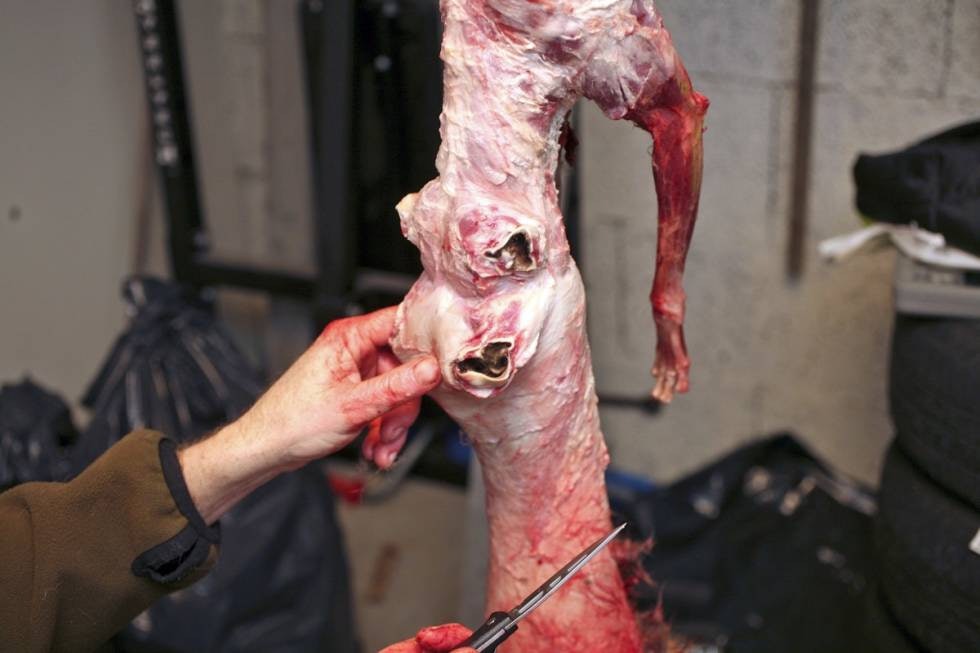 VANSKELIG: Her gjenstår «bare» hodet. Nå må du igjen være veldig forsiktig, særlig rundt øynene og ørehulene. Finpuss ørebrusken, så det ikke sitter igjen for mye på skinnet. Ellers kan skinnet surne og få pelsslipp i ørepartiet. Huden flås bort fra den harde ørebrusken, før fett og kjøtt- slintrer skjæres vekk sammen med rota av ørebrusken. Ørehuden frigjøres fra ørebrusken og skilles helt ut i ørespissen. Bruk pekefingeren eller en pinne til dette, slik at det dannes en lomme. VANSKELIG: Her gjenstår «bare» hodet. Nå må du igjen være veldig forsiktig, særlig rundt øynene og ørehulene. Finpuss ørebrusken, så det ikke sitter igjen for mye på skinnet. Ellers kan skinnet surne og få pelsslipp i ørepartiet. Huden flås bort fra den harde ørebrusken, før fett og kjøtt- slintrer skjæres vekk sammen med rota av ørebrusken. Ørehuden frigjøres fra ørebrusken og skilles helt ut i ørespissen. Bruk pekefingeren eller en pinne til dette, slik at det dannes en lomme.