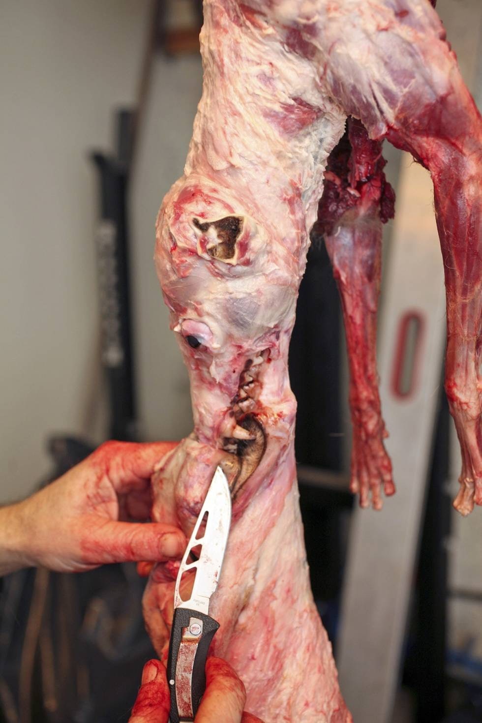 INNSPURT: Øret skal være vrengt og gnis rikelig inn med sagflis, slik at ikke brusk og ørehud kleber seg sammen under tørking. Litt papir på hver side av ørebrusken hindrer surning. Til sist følger du tannkjøttlinjen slik at både over- og underleppe frigjøres. Dermed er selve flåjobben unnagjort! INNSPURT: Øret skal være vrengt og gnis rikelig inn med sagflis, slik at ikke brusk og ørehud kleber seg sammen under tørking. Litt papir på hver side av ørebrusken hindrer surning. Til sist følger du tannkjøttlinjen slik at både over- og underleppe frigjøres. Dermed er selve flåjobben unnagjort!