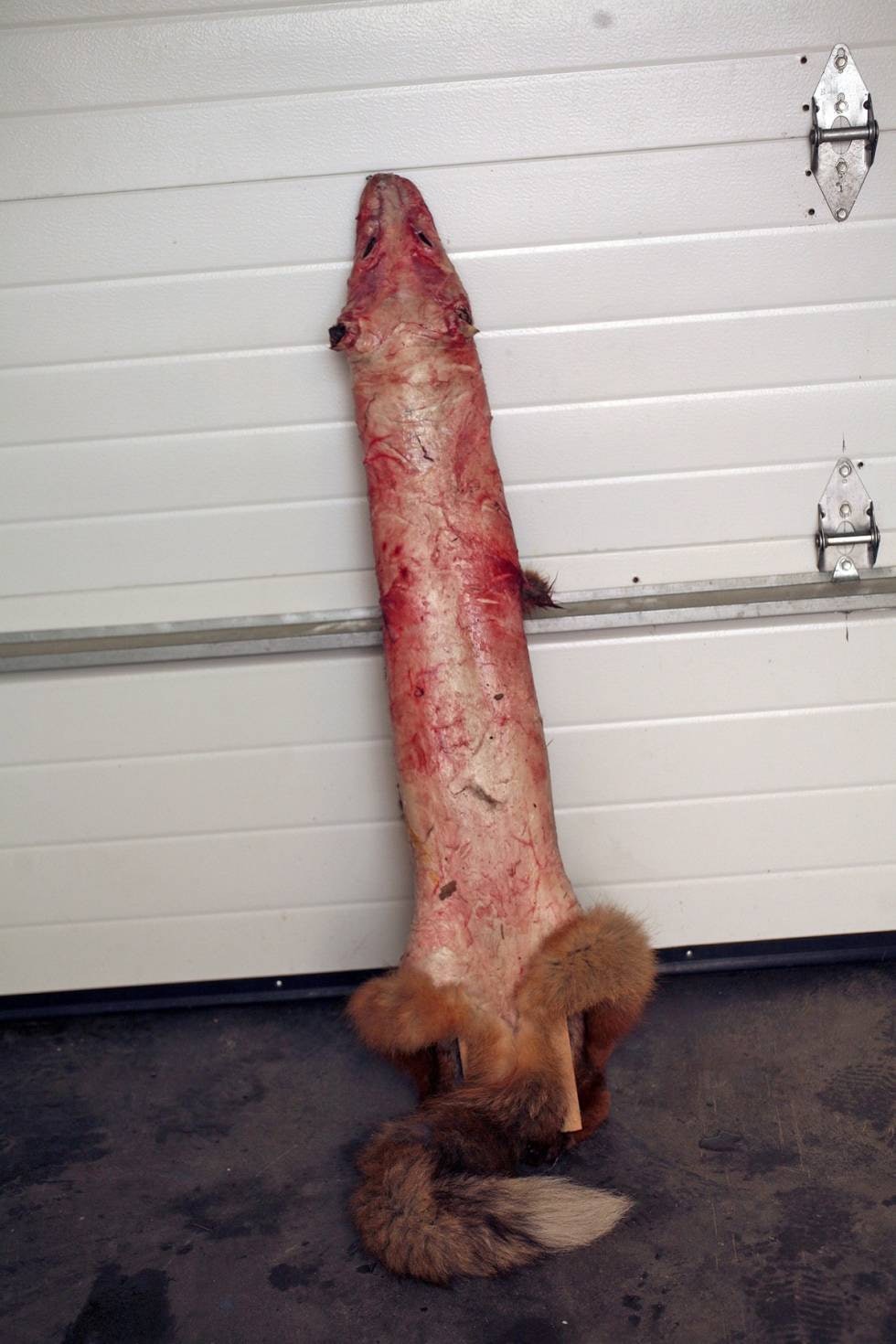 SKRAPING: Deretter tres det flådde skinnet inn på en såkalt tane (en tørkemal av tre) og nestes fast med pappstift. Nå skal så mye fett som mulig skrapes av med en gammel spiseskje. Etterpå gnis skinnsiden inn med fin sagspon og settes til tørk. Ved om lag 15-16 plussgrader er det greit å snu skinnet med pelssiden ut etter to dager. Hvis du venter for lenge, kan skinnet ha tørket så mye at det blir stivt og vanskelig å snu. SKRAPING: Deretter tres det flådde skinnet inn på en såkalt tane (en tørkemal av tre) og nestes fast med pappstift. Nå skal så mye fett som mulig skrapes av med en gammel spiseskje. Etterpå gnis skinnsiden inn med fin sagspon og settes til tørk. Ved om lag 15-16 plussgrader er det greit å snu skinnet med pelssiden ut etter to dager. Hvis du venter for lenge, kan skinnet ha tørket så mye at det blir stivt og vanskelig å snu.