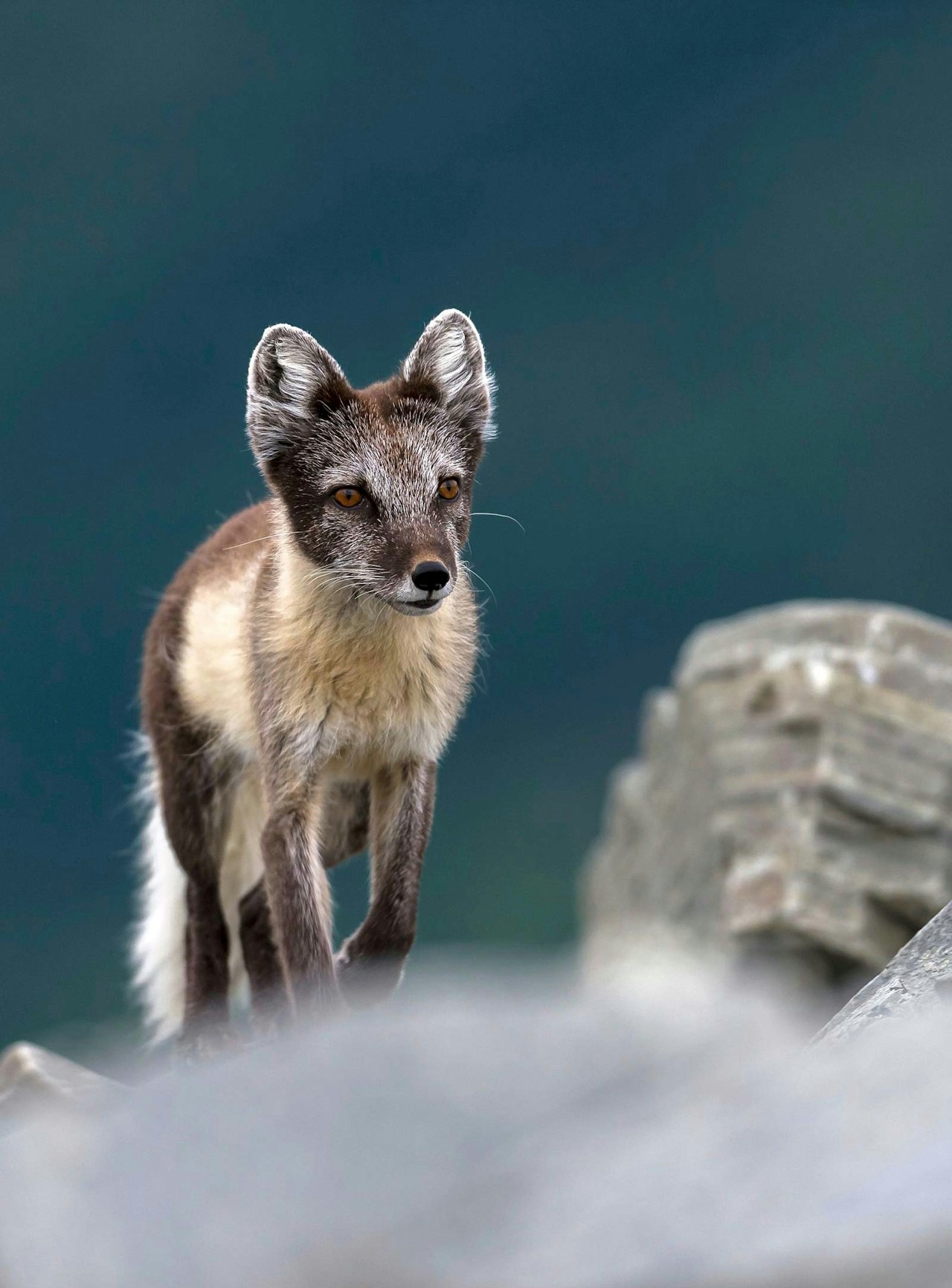 REKORD: Antall fjellrevkull har satt ny rekord på Varangerhalvøya, og flere er ikke avhengig av fôringsautomater. Ill.foto: Jo Stenersen REKORD: Antall fjellrevkull har satt ny rekord på Varangerhalvøya, og flere er ikke avhengig av fôringsautomater. Ill.foto: Jo Stenersen