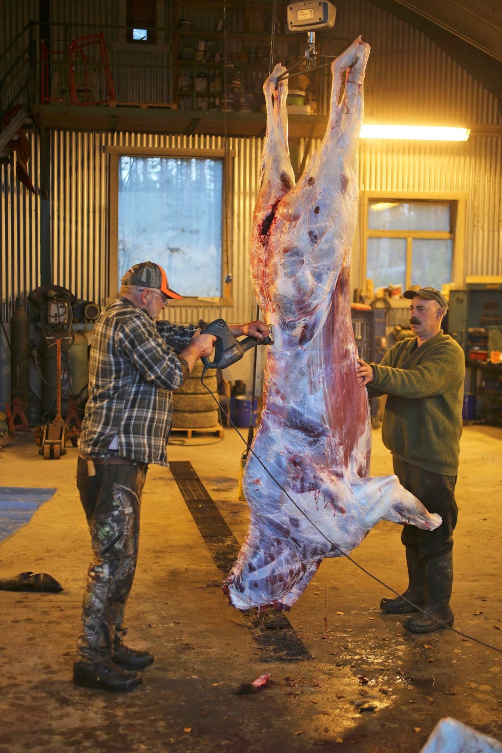 FLOTTE SLAKT: Forutsetningen for kjøtt av god kvalitet er et velplassert skudd med et passe kaliber og prosjektil som gjør jobben uten unødige kjøttødeleggelser. Storviltjakt-riktig-ammunisjon-4