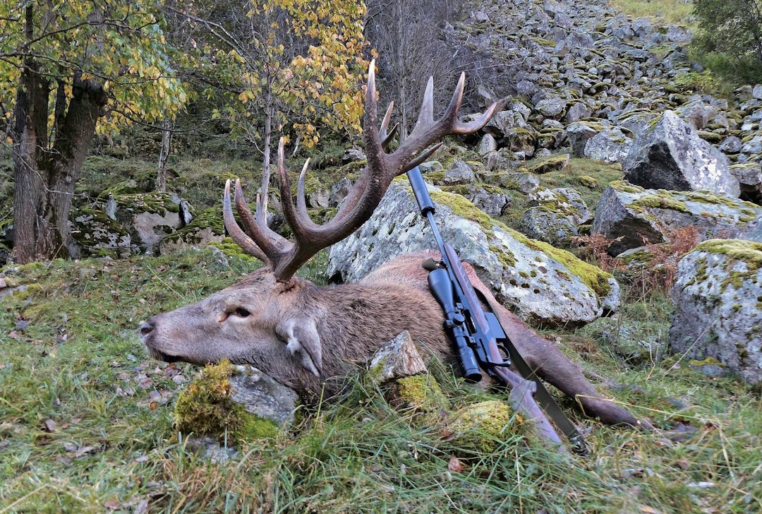 Uvirkelig: Her ligger drømmen til undertegnede. Fellingen av denne staselige 12-taggeren gjør fortsatt et sterkt inntrykk på jegeren. Hjortejakt-7