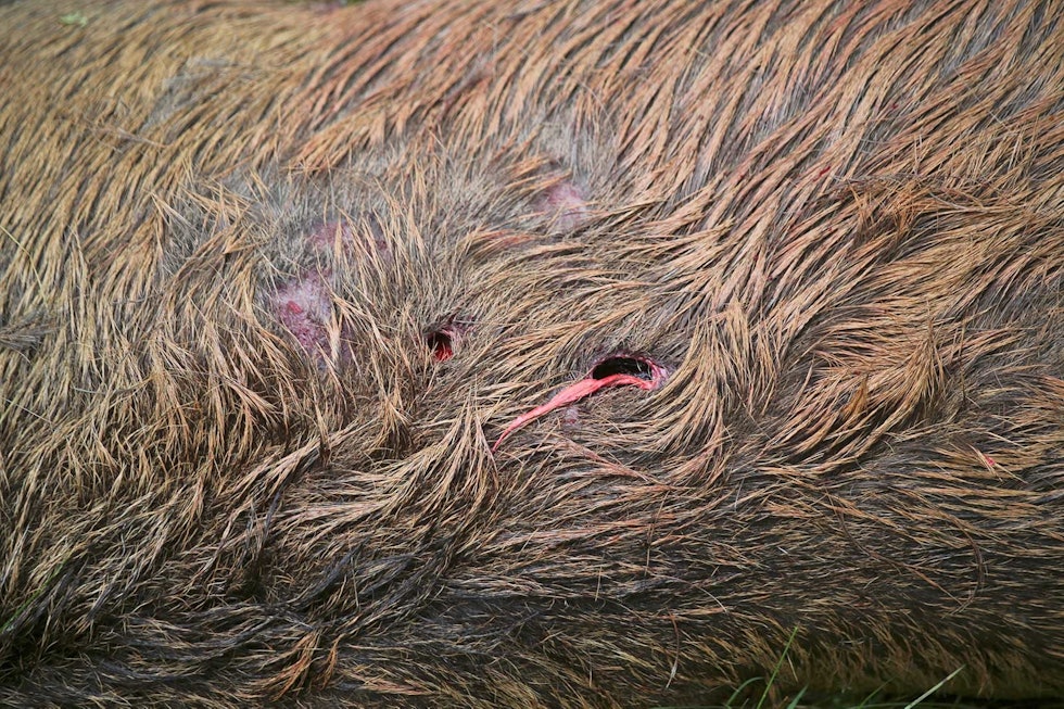 Dyrt spart:Billig ammunisjon gir kostbare skudd. Til tross for to gode treff, gikk denne hjorten over en kilometer før den ble avlivet. Ikke spar penger på ammo! Storviltjakt-riktig-ammunisjon-6