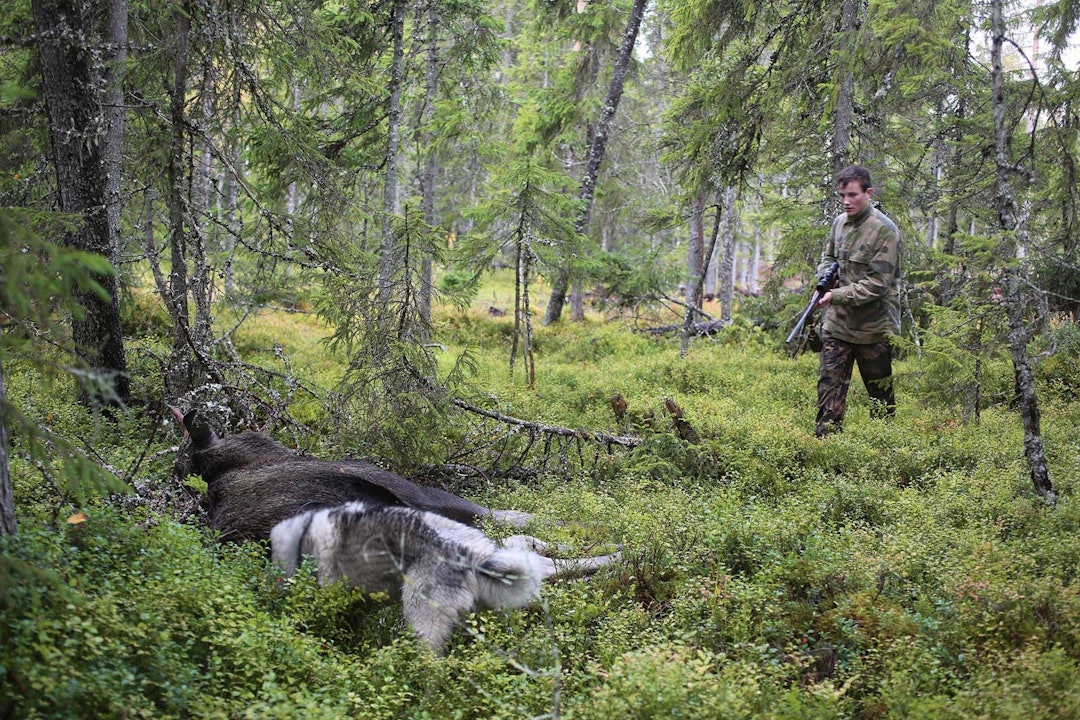 PÅ EGNE BEN: Det er en fantastisk opplevelse for unge jegere å felle sitt første storvilt på egen hånd! Jaktens-fremtid-2