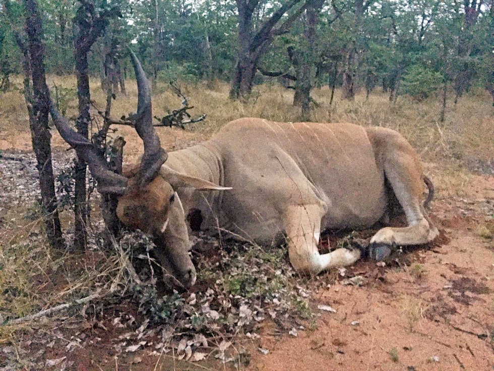 Endelig eland: Etter flere mil med sporing sammen med dyktige sporfinnere, lyktes det meg endelig å felle denne eland-oksen. Afrikansk-sporjakt-8