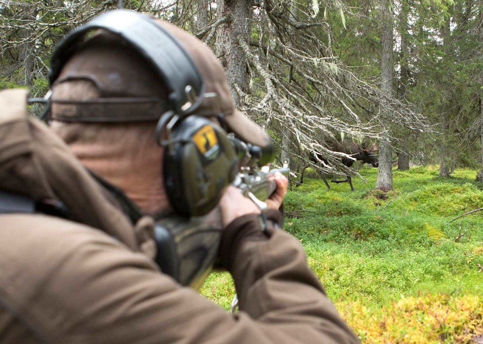 STILLE SKYGGE: Til tross for elgens imponerende størrelse, kan en elg dukke opp ganske tett på uten å ha gitt seg til kjenne med den minste lyd. Denne oksen var like ved å overrumple Jens. Elgjakt-Åre-Sverige-5