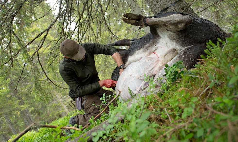 SVÆRT ARBEID: Å vomme ut Europas største hjorteviltart, er sannelig et hardt stykke arbeid. Elgjakt-Åre-Sverige-6