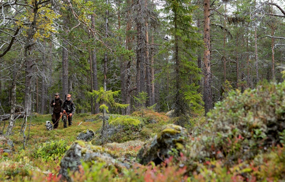VILLMARK: Jakta foregikk i Jämtland, som kan skilte med noen av de flotteste villmarksområdene i Sverige. Elgjakt-Åre-Sverige-10