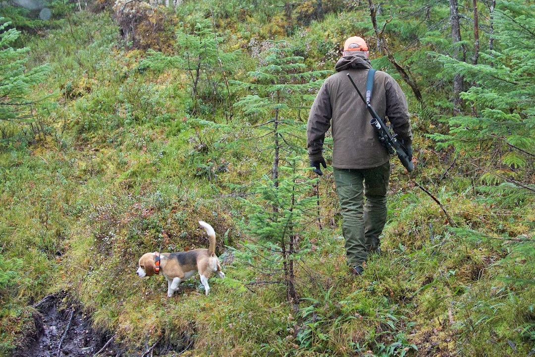 Flinke Fant: Den unge beaglen Fant gjør en imponerende god jobb alderen tatt i betrakning. Her ble det los både på elg, hjort og rådyr. Hjortejakt-Nordmøre-4