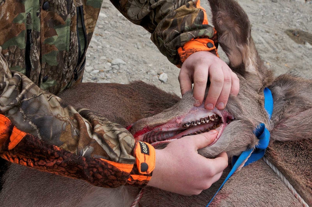 Ungdyr: Tobias snitter opp kjeven for å kontrollere alder på kolla. Det er en halvannet-åring. Hjortejakt-Nordmøre-5