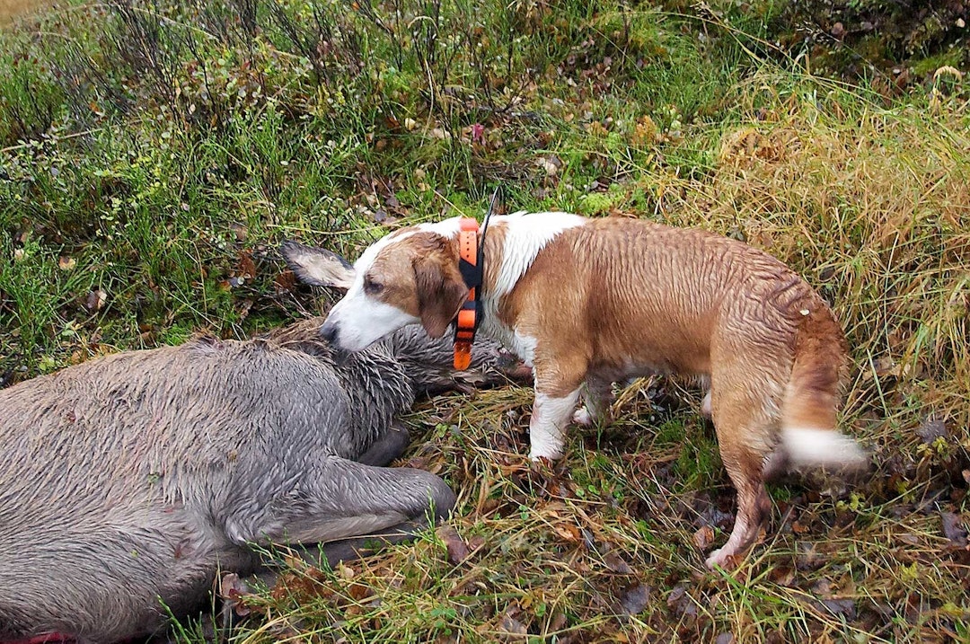 Drever-kur: Jesper fikk en ublid start på oppholdet. Nå virker det som han har fått en dose hjortemedisin. Hjortejakt-Nordmøre-6