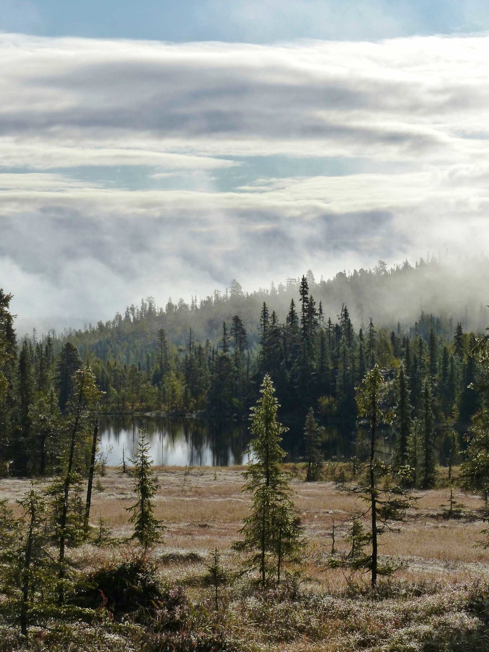 Trollskog: Trolsk skog og mørke myrtjern venter oss utenfor koia. Men i trollskogen bor åpenbart også trollharen. Harejakt-Hedalen-1