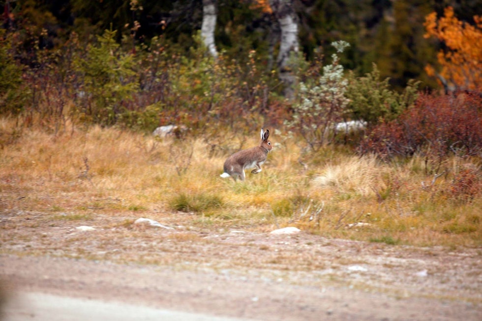 Trollharen: Den var der hele tiden, men vi så den ikke. (Ill.foto: Åsgeir Størdal) Harejakt-Hedalen-10