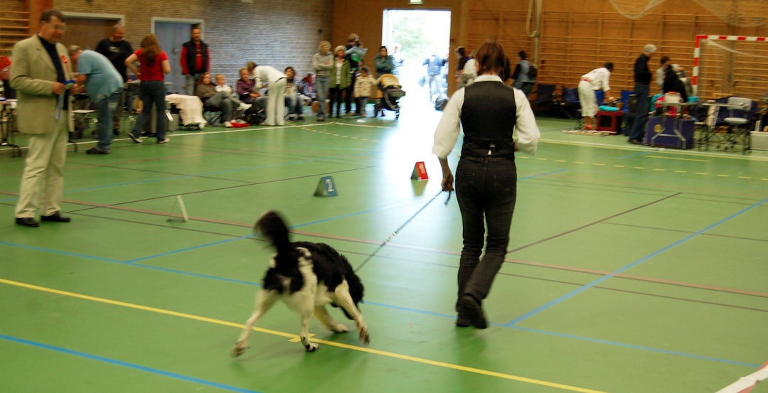 Hundeskolen-Utstilling-av-hund-4