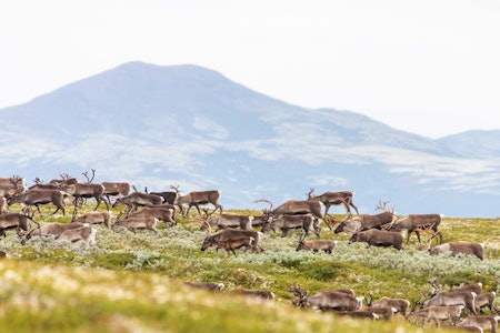 SMITTE: Nok et tilfelle av skrantesjuke (cwd) er påvist på Hardangervidda. (Ill.foto: Nils-Olav Talgøy) SMITTE: Nok et tilfelle av skrantesjuke (cwd) er påvist på Hardangervidda. (Ill.foto: Nils-Olav Talgøy)