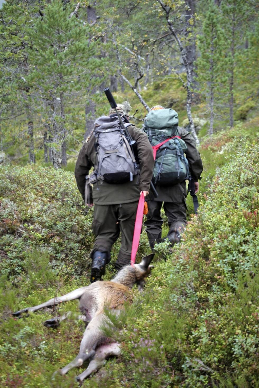 SISTE REIS: Spissbukken sklir nesten like fort ut lia som om den fortsatt skulle kunne gå på egne bein når to spreke folk aksler seletøyet, Jan Gunnar Tjøsvoll (bak) og Jan Flatebø (foran). SISTE REIS: Spissbukken sklir nesten like fort ut lia som om den fortsatt skulle kunne gå på egne bein når to spreke folk aksler seletøyet, Jan Gunnar Tjøsvoll (bak) og Jan Flatebø (foran).