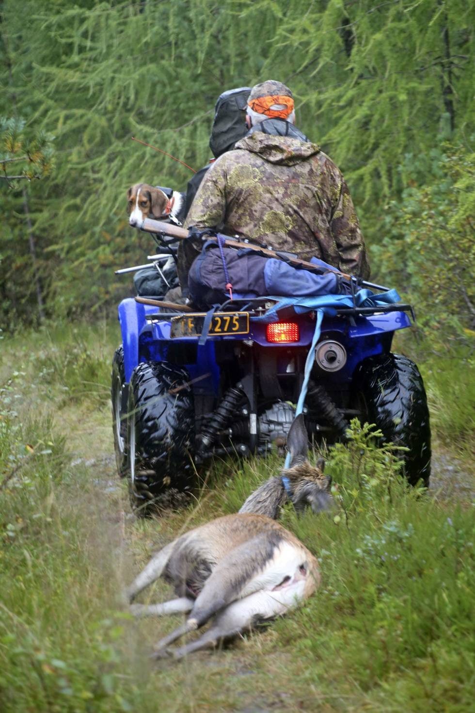 SISTE REIS: Spissbukken sklir nesten like fort ut lia som om den fortsatt skulle kunne gå på egne bein når to spreke folk aksler seletøyet, Jan Gunnar Tjøsvoll (bak) og Jan Flatebø (foran). SISTE REIS: Spissbukken sklir nesten like fort ut lia som om den fortsatt skulle kunne gå på egne bein når to spreke folk aksler seletøyet, Jan Gunnar Tjøsvoll (bak) og Jan Flatebø (foran).