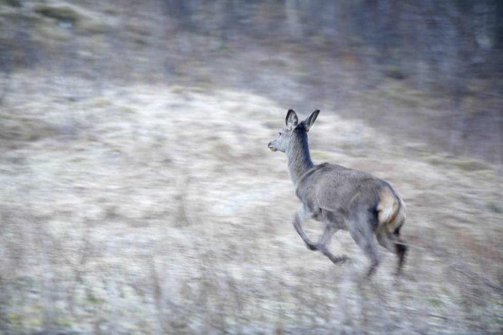GRÅTT SPØKELSE: Fjorkolla er utafor kvota. Som fredet vilt får hun fortsette upåskutt i en grå sky av regnbyger. GRÅTT SPØKELSE: Fjorkolla er utafor kvota. Som fredet vilt får hun fortsette upåskutt i en grå sky av regnbyger.
