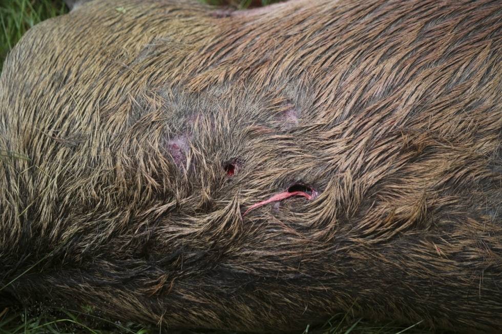 TO GODE: To av skuddene til Tom sitter riktig nok en tanke høyt, men helt utrolig at et dyr med slike treff skal klare å forflytte seg 700-800 meter etterpå. TO GODE: To av skuddene til Tom sitter riktig nok en tanke høyt, men helt utrolig at et dyr med slike treff skal klare å forflytte seg 700-800 meter etterpå.