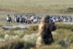 Jegerne har langt på vei lyktes med å ta ned villreinbestanden på Hardangervidda til det nivået myndighetene ønsker. (Ill.foto: Nils-Olav Talgøy) rein villrein villreinjakt reinsjakt jeger Nils-Olav Talgøy