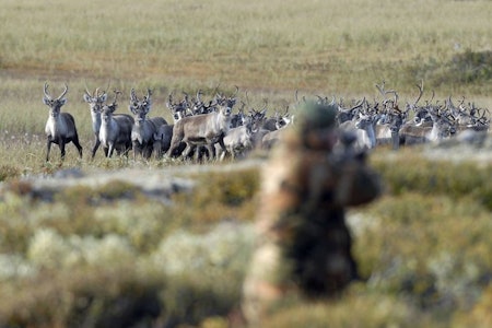 Jegerne har langt på vei lyktes med å ta ned villreinbestanden på Hardangervidda til det nivået myndighetene ønsker. (Ill.foto: Nils-Olav Talgøy) rein villrein villreinjakt reinsjakt jeger Nils-Olav Talgøy