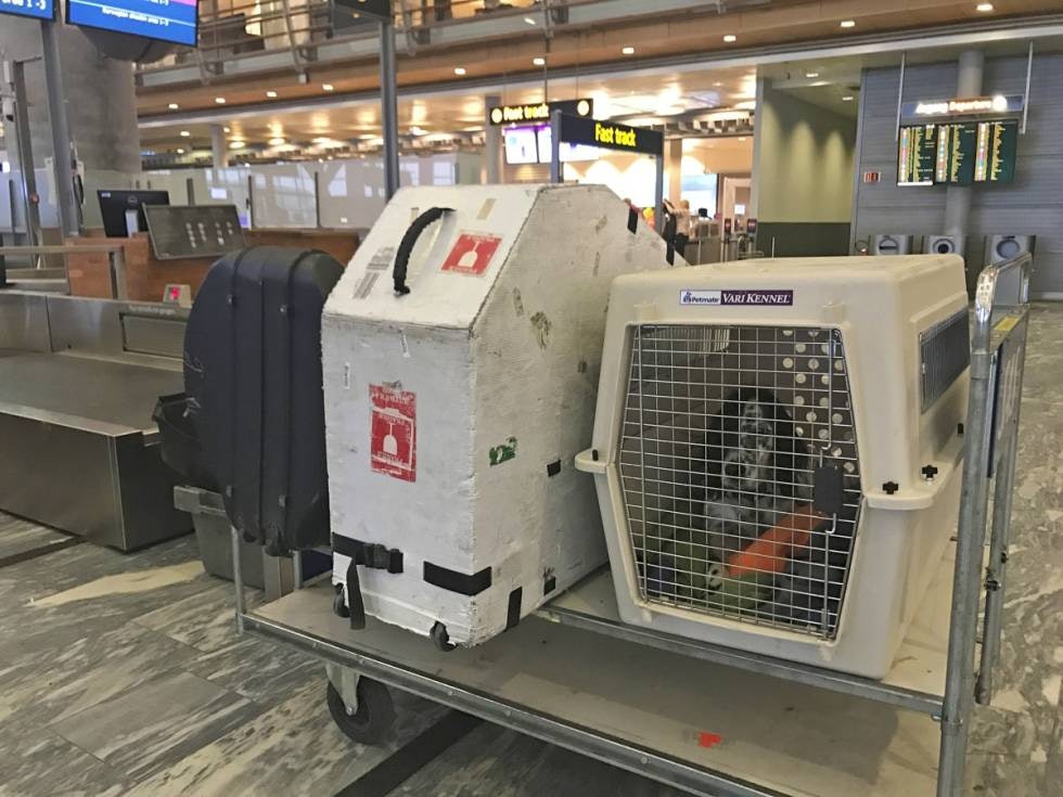 ROMSLIG: Det er krav til hvor store burene skal være når hunden sendes med fly. ROMSLIG: Det er krav til hvor store burene skal være når hunden sendes med fly.