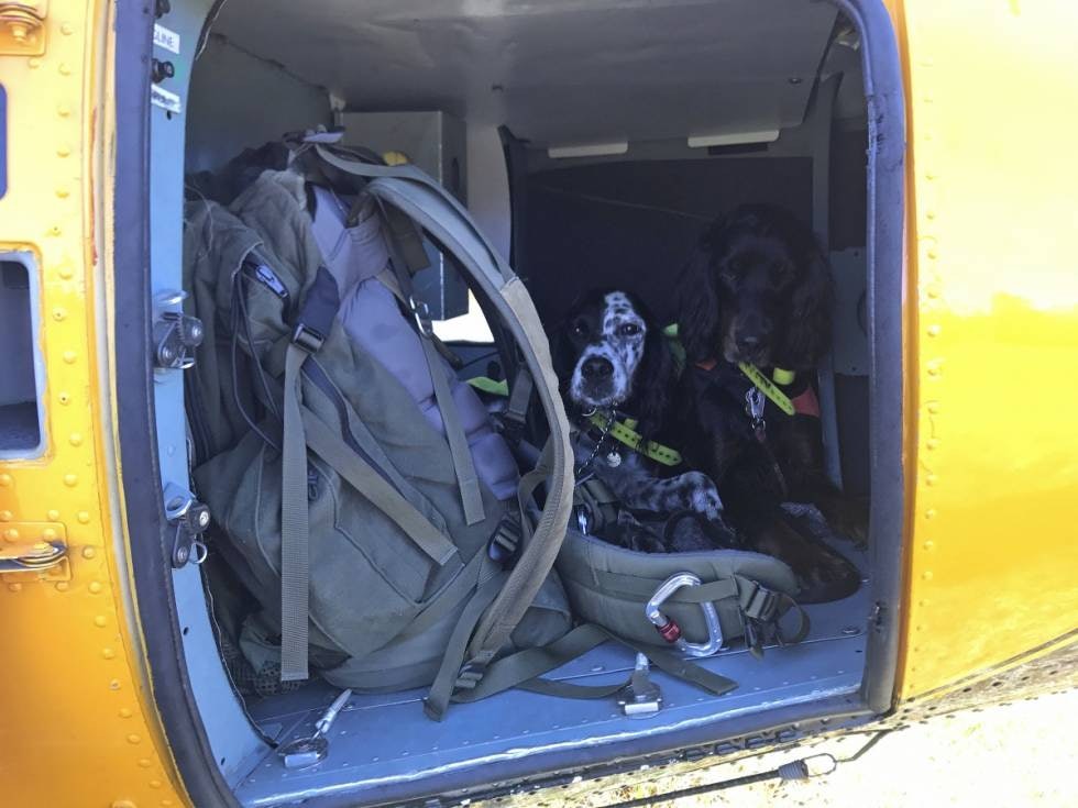 Veiløs vovs: Reisevante hunder takler også helikopter utmerket. Det er kjekt hvis man skal til veiløse steder. Veiløs vovs: Reisevante hunder takler også helikopter utmerket. Det er kjekt hvis man skal til veiløse steder.