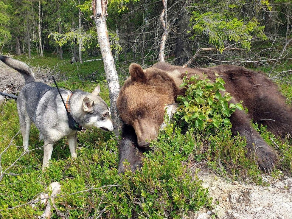 Jaktlyst: Hva slags rase som fungerer best på bjørn? Noen sier gråhund, noen sier laika, andre sier jämthund. Det viktigste er uansett at hunden har jaktlyst og at eier er dedikert til jobben som trener, manager, støtteapparat og supporter. (Foto: Eirik Budde Erichsen) Jakthund-Bjørnejakt-3