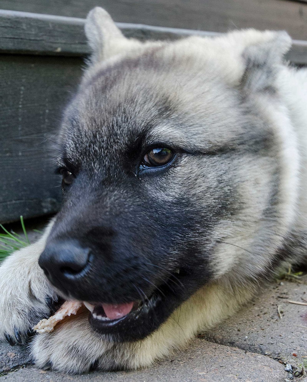Trygg: En selvsikker valp med glimt i øyet er et godt emne for å bli en god bjørnehund en dag i framtiden. Jakthund-Bjørnejakt-4