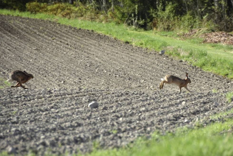 Lite matkonkurranse: Sørharen er mer knyttet til åkermark, og konkurrerer slik sett lite med skogsharen i matfatet. (Foto: Ole-Håkon Heier) Lite matkonkurranse: Sørharen er mer knyttet til åkermark, og konkurrerer slik sett lite med skogsharen i matfatet. (Foto: Ole-Håkon Heier)