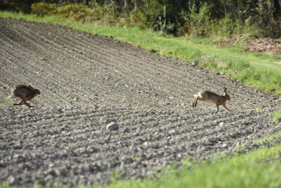 Lite matkonkurranse: Sørharen er mer knyttet til åkermark, og konkurrerer slik sett lite med skogsharen i matfatet. (Foto: Ole-Håkon Heier)