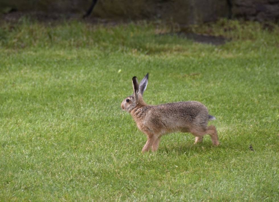 HYBRID: Svenske forskere har påvist at når harehybrider parer seg, blir avkommet oftest sørhare. (Foto: Ole-Håkon Heier)