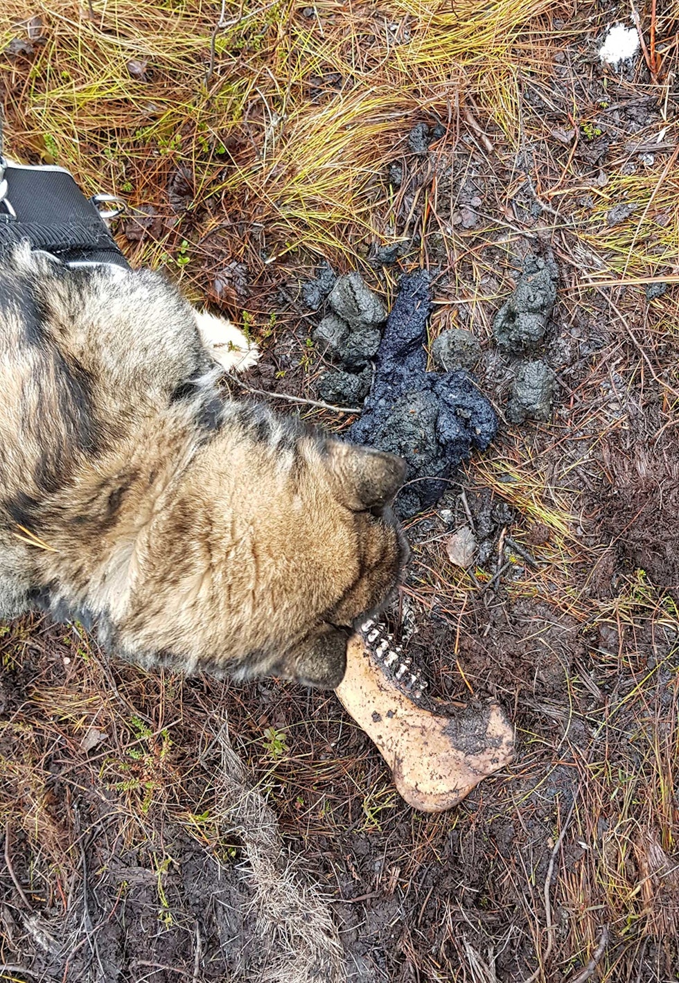Viktig verktøy: Bjørnemøkk og rester etter kadaver tatt av bjørn. Dette hadde ikke blitt funnet, hadde det ikke vært for hunden. (Foto: Åse Stenersen) Jakthund-Bjørnejakt-8