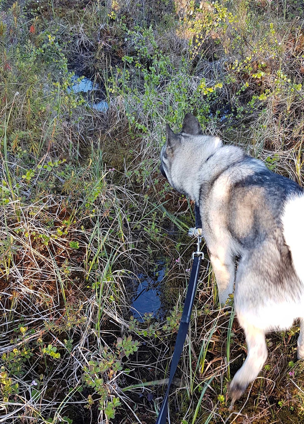 Spornøye: Unghunden sporer bjørn som har gått i myra. Det er en stund siden bjørnen gikk her. Legg merke til vannet som har samlet seg i sporene. (Foto: Åse Stenersen) Jakthund-Bjørnejakt-9