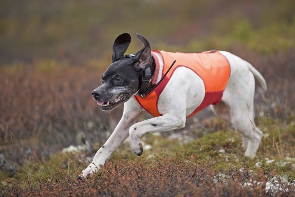 I farten: Når den gamle hunden kommer i gang, søker hun over mye terreng. I farten: Når den gamle hunden kommer i gang, søker hun over mye terreng.