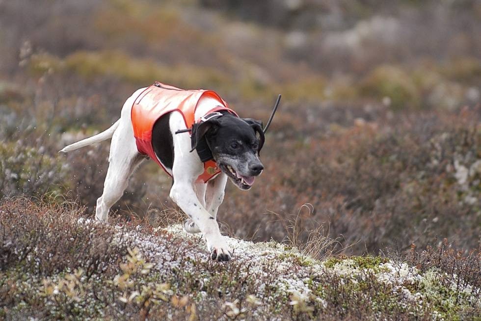 Alderen tynger: Men etter hvert som jaktturen skrider frem, blir gamlemor mer stiv og utslitt. Alderen tynger: Men etter hvert som jaktturen skrider frem, blir gamlemor mer stiv og utslitt.