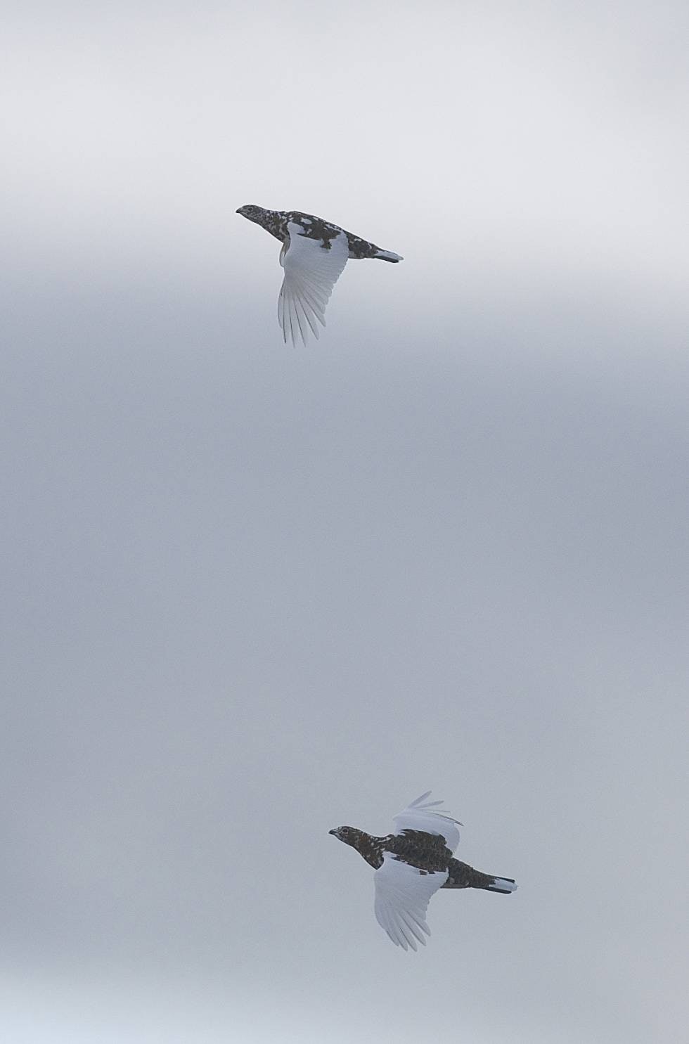 På raske vinger: Hvitspraglete ryper flyr opp i lufta foran oss.