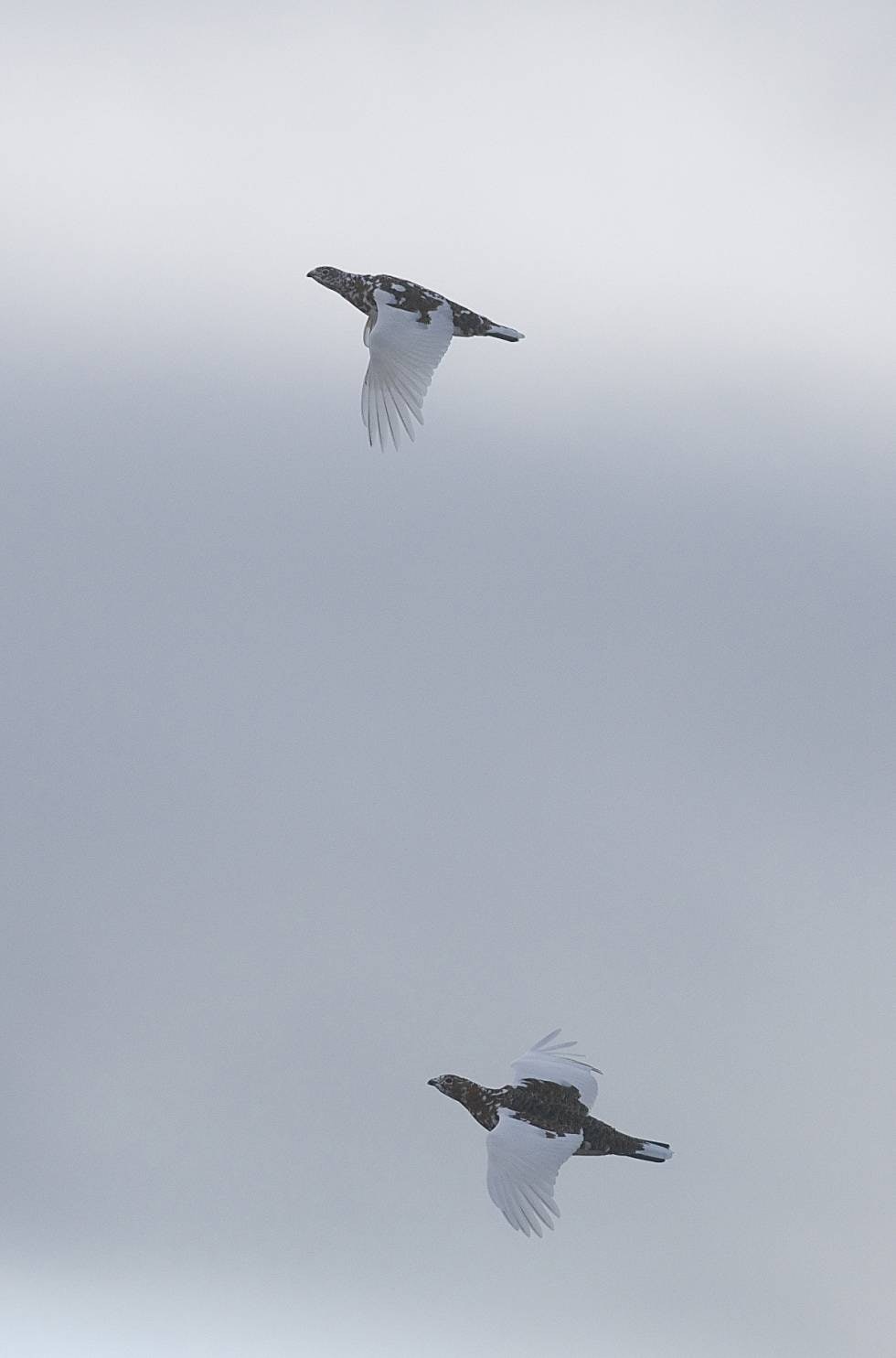 På raske vinger: Hvitspraglete ryper flyr opp i lufta foran oss. På raske vinger: Hvitspraglete ryper flyr opp i lufta foran oss.