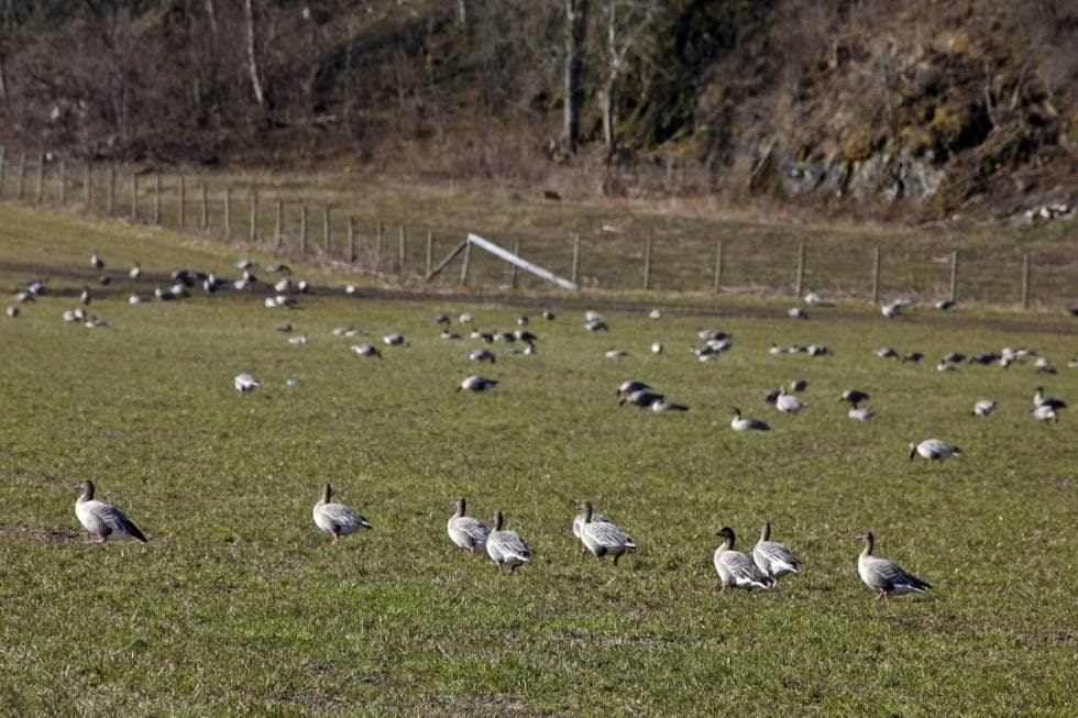 INVASJON: Når kortnebbgåsa inntar dyrkamarka på Innherred, kan flokkene gjøre til dels stor skade på nyspira gras. INVASJON: Når kortnebbgåsa inntar dyrkamarka på Innherred, kan flokkene gjøre til dels stor skade på nyspira gras.