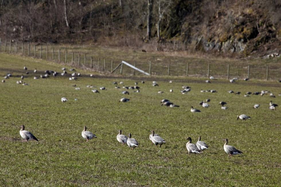 INVASJON: Når kortnebbgåsa inntar dyrkamarka på Innherred, kan flokkene gjøre til dels stor skade på nyspira gras.