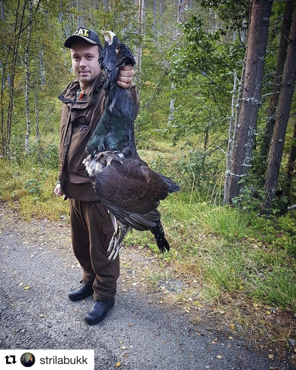 @strilabukk: Tiur! #tiur #storfugl #jakt #hunt #hunting #hunter #mittjegerliv #norgesjakt #norgesjegere #forest #skog #skogsfugljakt #bird