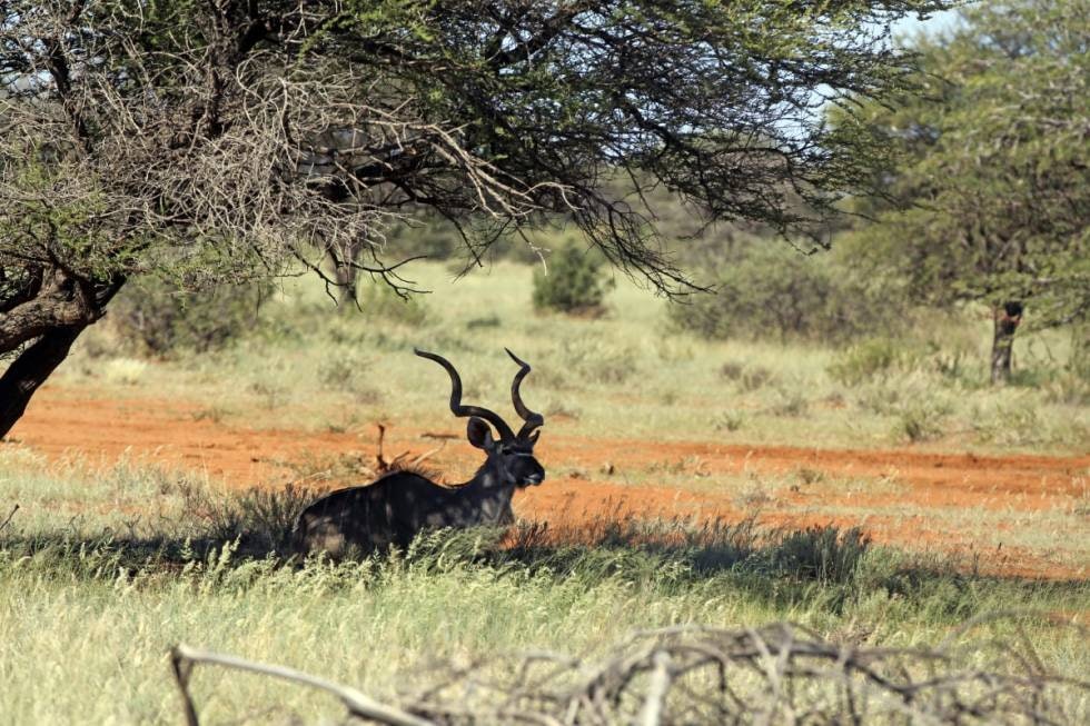 Afrikas grå spøkelse: En vakker kuduokse med sine spiralsnodde horn er kanskje en av Afrikas vakreste viltarter.